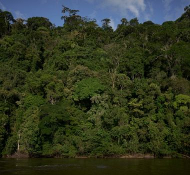 Imagem - Garimpo ameaça santuário das árvores gigantes na Amazônia, alertam organizações ambientais