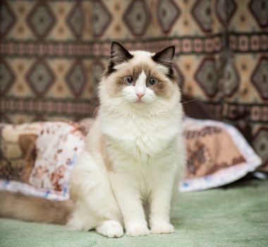 Imagem - 7 animais que eram considerados sagrados no Egito