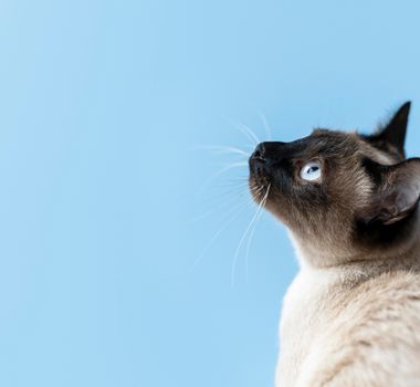 Imagem - Idoso oferece toda herança a quem cuidar de seu gato de estimação; entenda