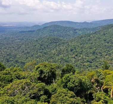 Imagem - Quatro pessoas morrem após queda de avião na floresta amazônica