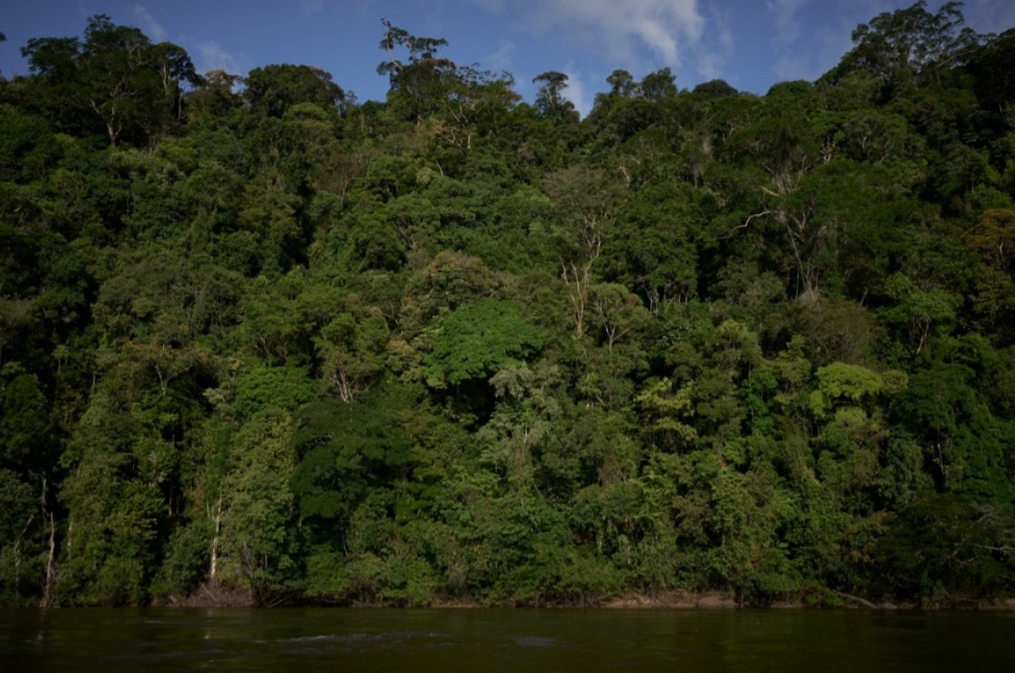 As 20 maiores árvores já registradas na Amazônia permanecem ameaçadas pelo garimpo ilegal, desmatamento e grilagem de terras. 
