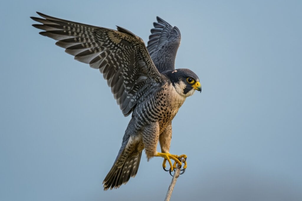  O falcão era considerado o protetor do faraó (Imagem: Wirestock Creators| Shutterstock)