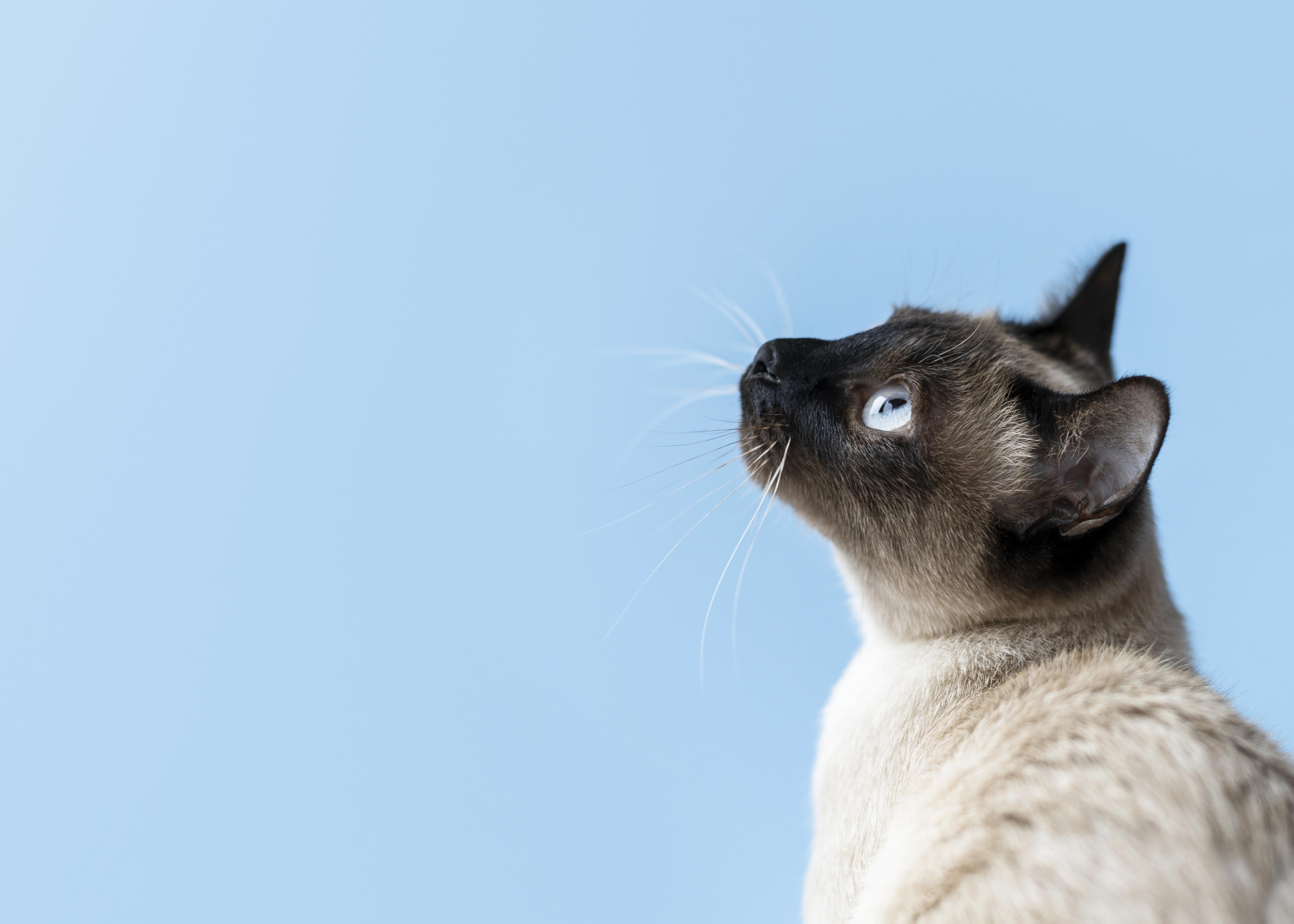 Idoso oferece toda herança a quem cuidar de seu gato de estimação; entenda