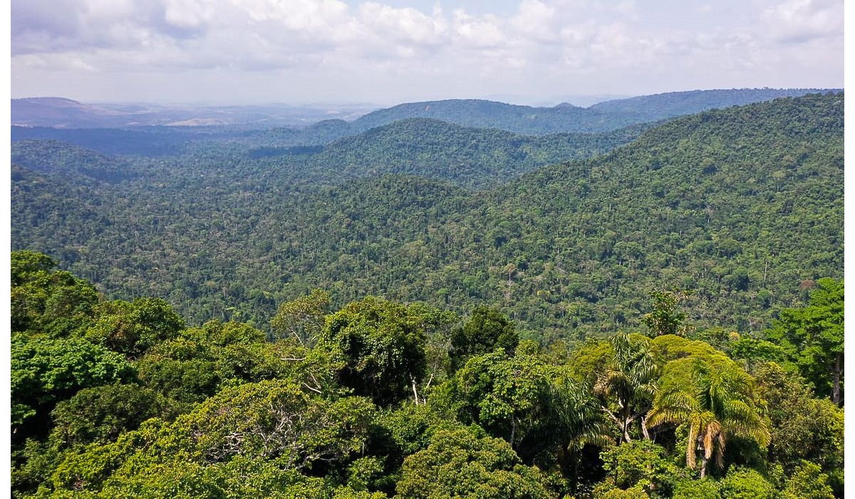 Imagem - Quatro pessoas morrem após queda de avião na floresta amazônica