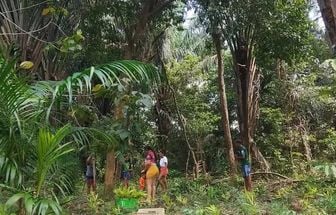 Sistema agroflorestal é instalado em comunidade do Pará; confira