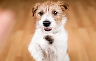 Veja cuidados a se ter com os cachorros sem raça definida