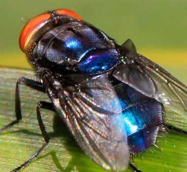 Imagem - Mosca-bicheira: confirmado primeiro caso em humano nos EUA