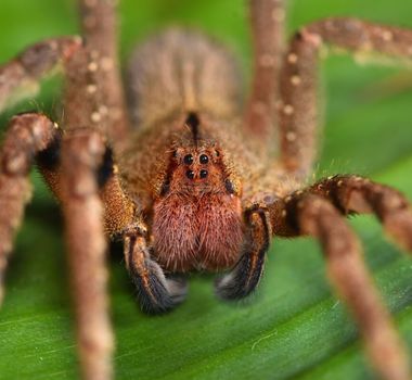 Imagem - 9 grupos de animais invertebrados e suas principais características