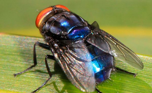 Mosca-bicheira: confirmado primeiro caso em humano nos EUA