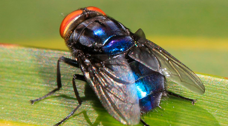 Imagem - Mosca-bicheira: confirmado primeiro caso em humano nos EUA