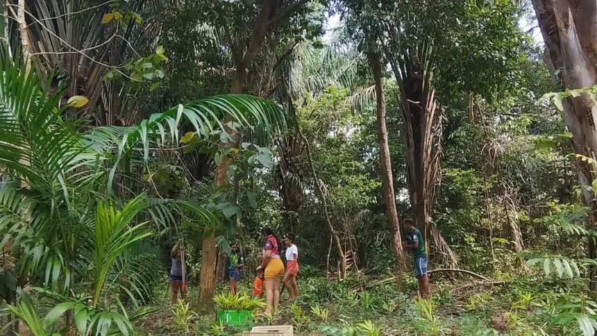 Imagem - Sistema agroflorestal é instalado em comunidade do Pará; confira