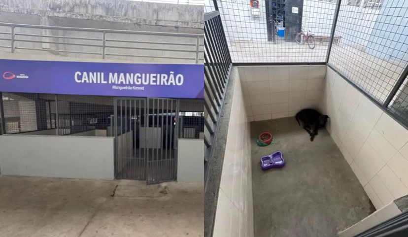 Imagem - Mangueirão ganha canil para cães que vivem no estádio desde a pandemia