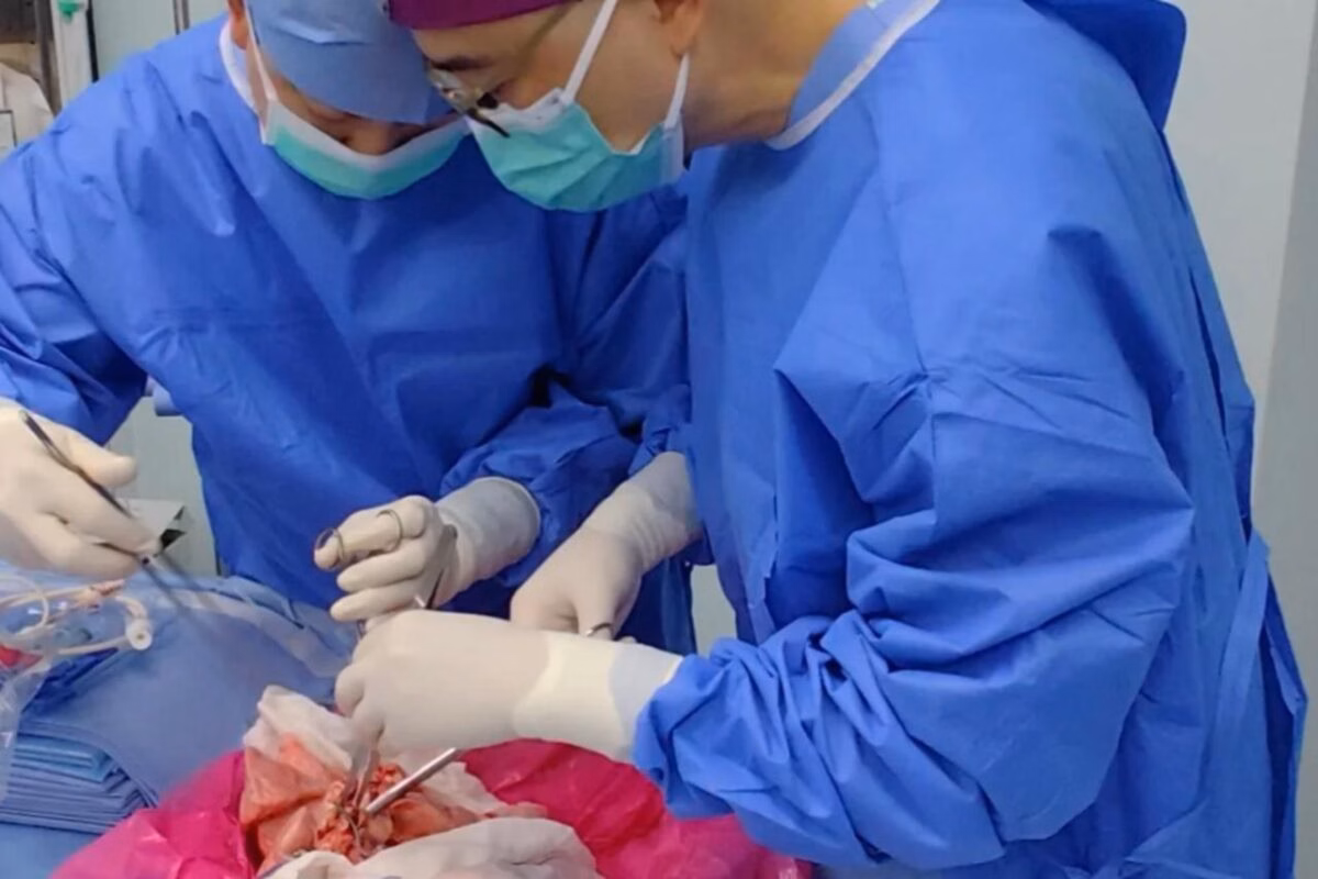 Imagem - Pulmão de porco modificado geneticamente é usado em transplante humano pioneiro