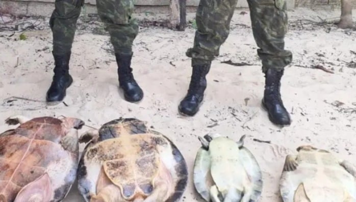 Imagem - Materiais de pesca são apreendidos e tartarugas-da-Amazônia são resgatadas no Pará