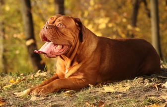 4 características do cachorro da raça dogue de bordeaux