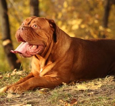 Imagem - 4 características do cachorro da raça dogue de bordeaux