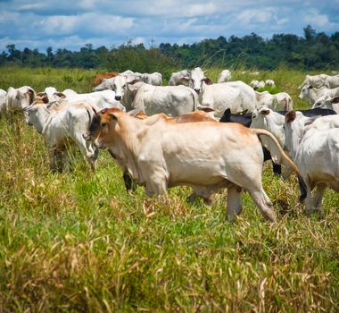 Imagem - Emissão de metano no Brasil cresce 6% em 4 anos, puxada por pecuária, mostra relatório