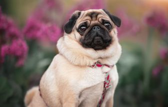 7 cuidados importantes com cachorros braquicefálicos 