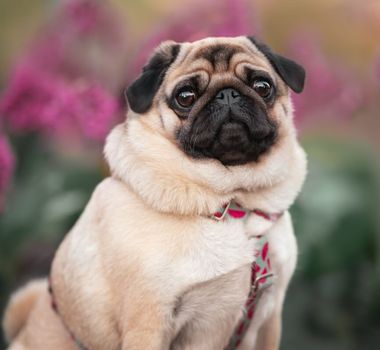 Imagem - 7 cuidados importantes com cachorros braquicefálicos 