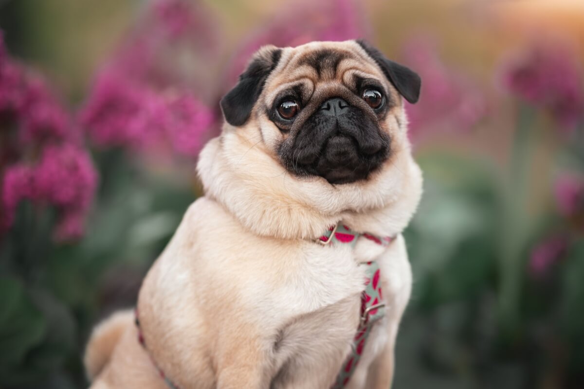 Cachorros braquicefálicos precisam de cuidados específicos no dia a dia (Imagem: Julija Kumpinovica | Shutterstock)