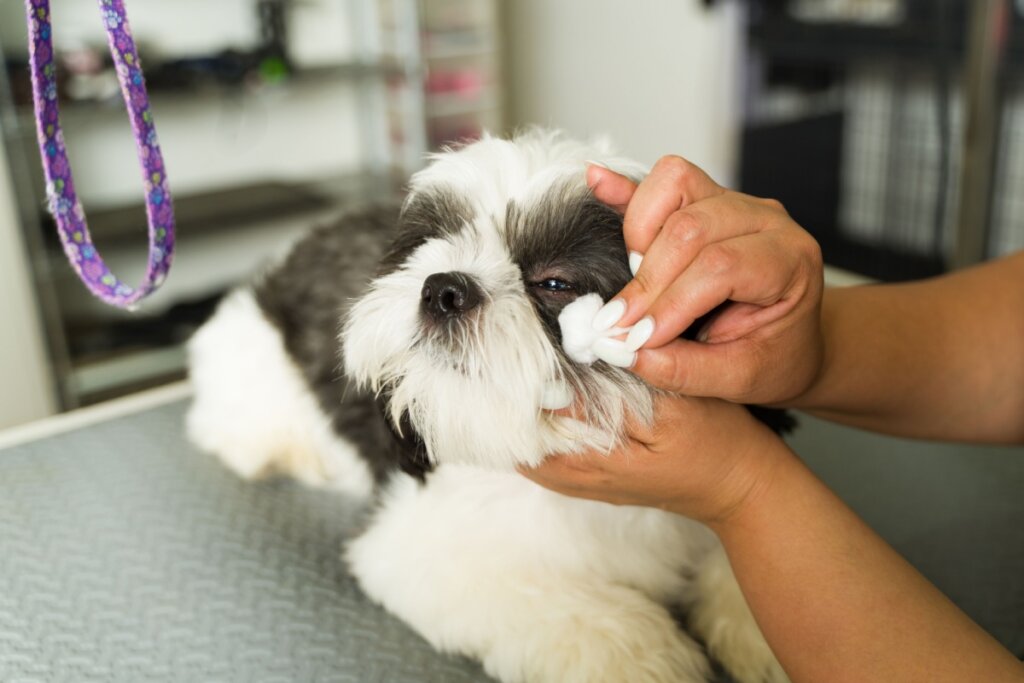 Os olhos dos cachorros braquicefálicos exigem cuidados especiais (Imagem: antoniodiaz | Shutterstock)