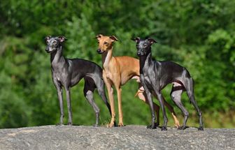 7 raças de cachorro do grupo galgo 