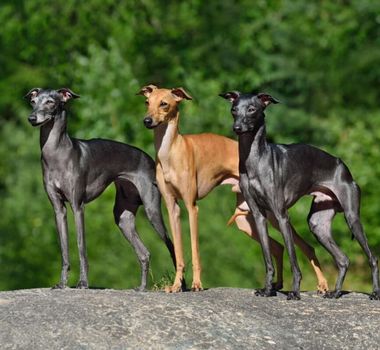 Imagem - 7 raças de cachorro do grupo galgo 