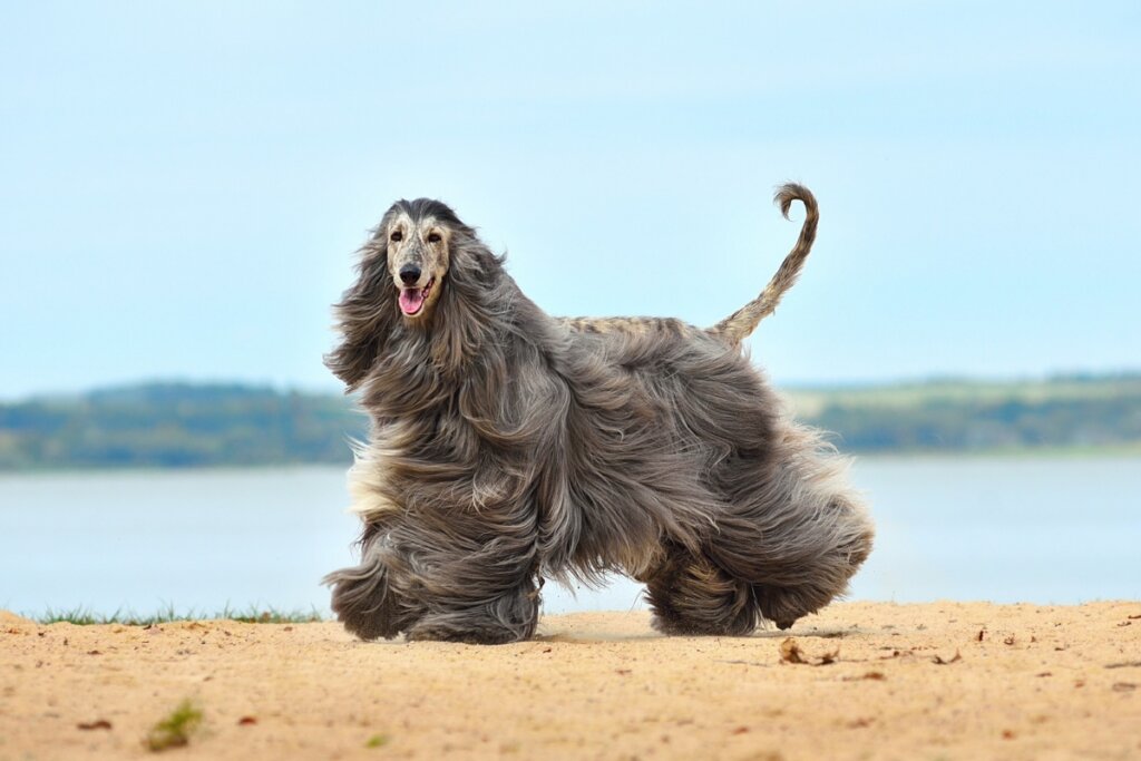 O galgo afegão é brincalhão, sensível e adora correr (Imagem: Natallia Yaumenenka | Shutterstock)