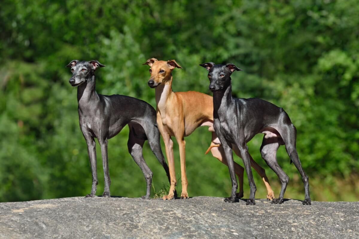 Imagem - 7 raças de cachorro do grupo galgo 