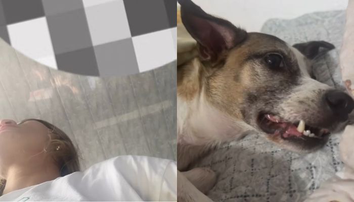 Imagem - Passageira denuncia tratamento com pet durante viagem de balsa no Marajó