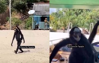 Macaco-Aranha surpreende ao interagir com pessoas durante passeio em praia do Pará; assista