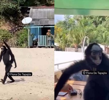 Imagem - Macaco-Aranha surpreende ao interagir com pessoas durante passeio em praia do Pará; assista