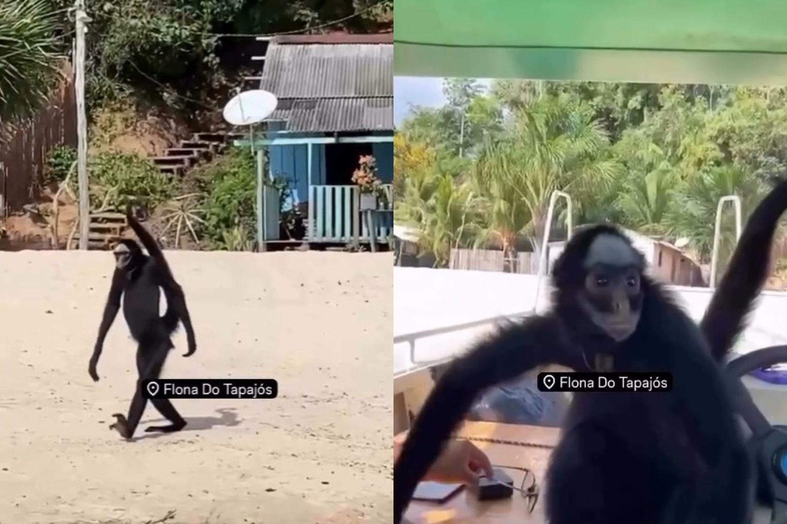 Imagem - Macaco-Aranha surpreende ao interagir com pessoas durante passeio em praia do Pará; assista