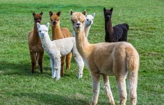 7 curiosidades interessantes sobre as alpacas