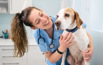 Veja as causas e os sintomas da hipertrigliceridemia em animais