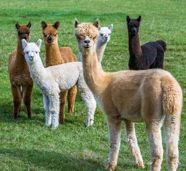 Imagem - 7 curiosidades interessantes sobre as alpacas