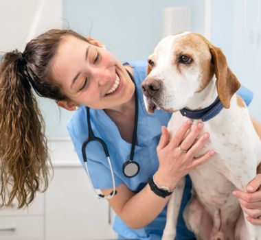 Imagem - Veja as causas e os sintomas da hipertrigliceridemia em animais