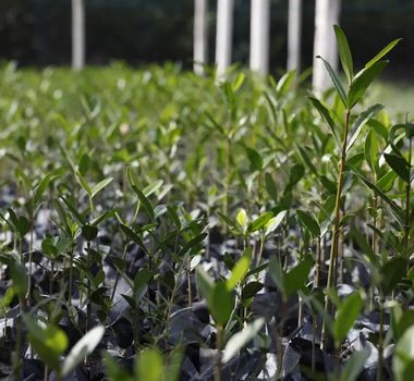 Imagem - 'Re-Amazonizar' o Brasil: proposta da UFRJ destaca papel da Amazônia como guia para o futuro