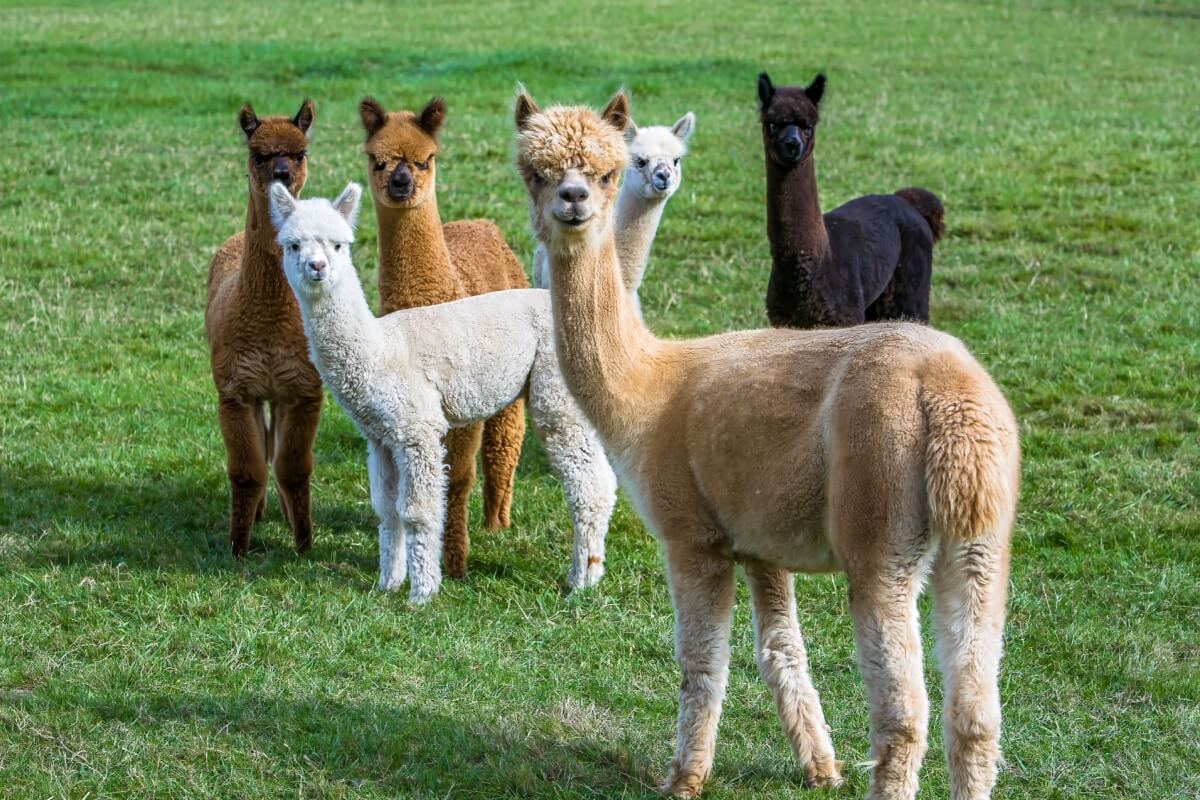 Imagem - 7 curiosidades interessantes sobre as alpacas