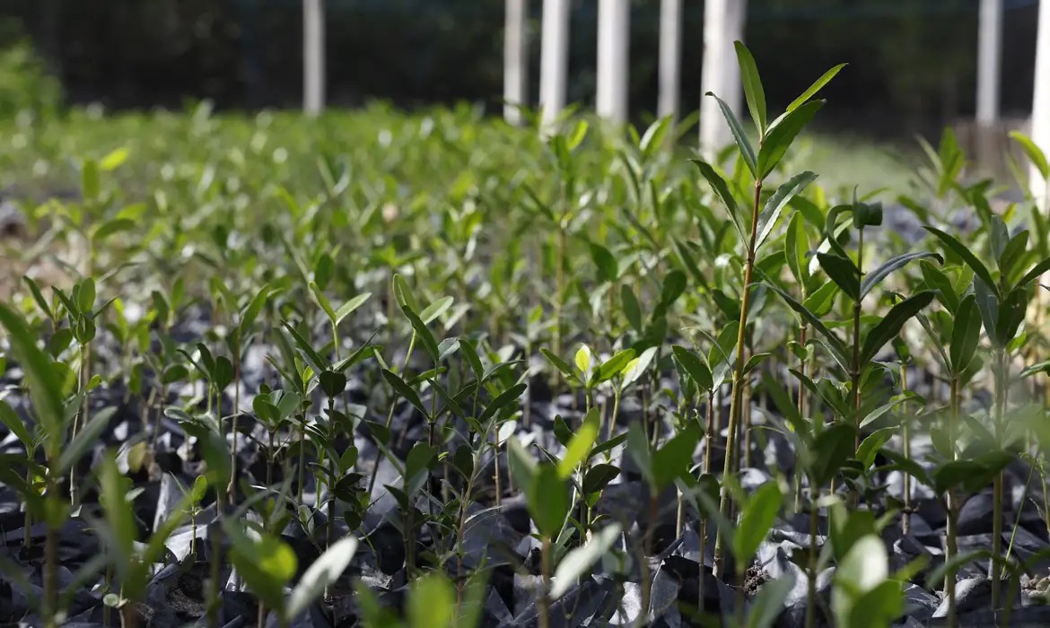 O conceito de “Re-Amazonizar o Brasil” coloca os saberes ancestrais dos povos originários e as tecnologias contemporâneas lado a lado como chaves para enfrentar as mudanças climáticas e imaginar futuros possíveis.