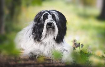 4 características do cachorro da raça terrier tibetano