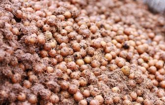 No Pará, o caroço de açaí é solução climática; entenda