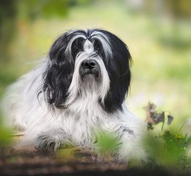 Imagem - 4 características do cachorro da raça terrier tibetano