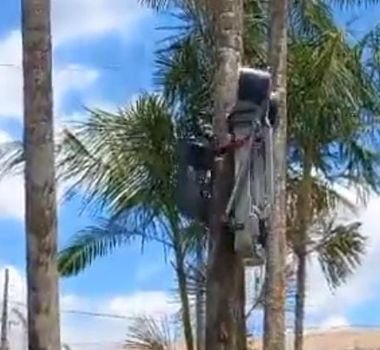 Imagem - Vídeo de 'robô que apanha açaí' viraliza e reacende debate sobre impactos em ribeirinhos