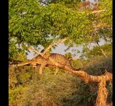 Imagem - No Pantanal, onça é flagrada relaxando em árvore e encanta turistas; assista