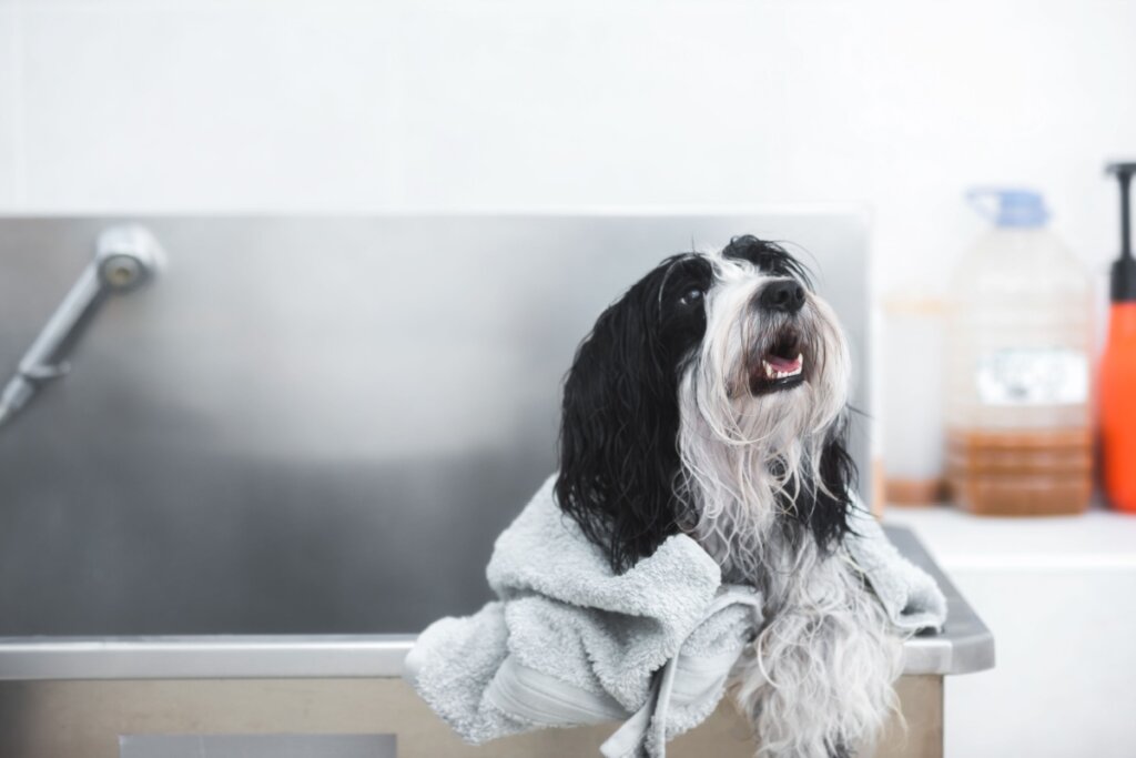 O cachorro da raça terrier tibetano precisa de banhos regulares e inspeções nas orelhas, nos olhos e nas patas (Imagem: Slavica Stajic | Shutterstock)