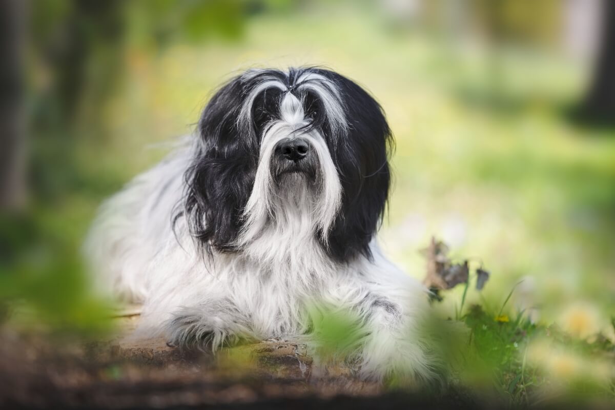 Imagem - 4 características do cachorro da raça terrier tibetano