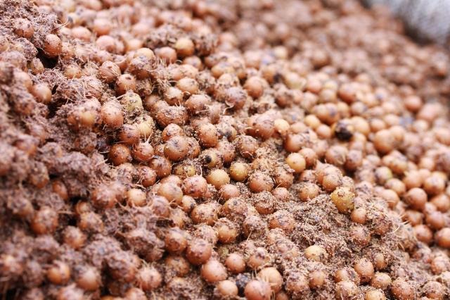 Imagem - No Pará, o caroço de açaí é solução climática; entenda