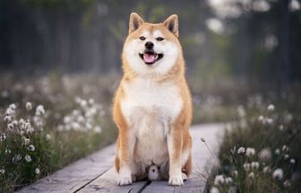 7 raças de cachorro de origem japonesa