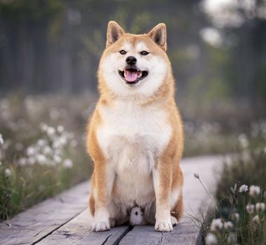 Imagem - 7 raças de cachorro de origem japonesa